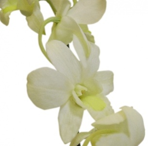 Дендробиум белый