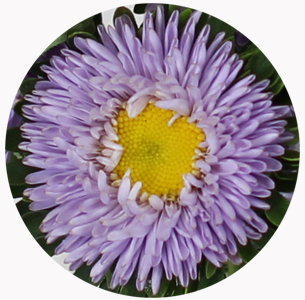  Астра китайская Каллистефус светло-лавандовая (Callistephus light lavender )