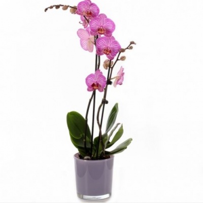 Орхидея Фаленопсис (Phalaenopsis) микс 9