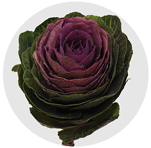 Брассика Крейн красная (Crane red)