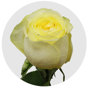 Роза Баттеркап (Buttercup)