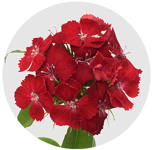 Диантус барбатус Барбарелла красная (Barbarella Red)