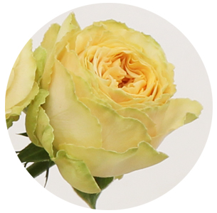 Роза кустовая Лавли ДжоДжо (Lovely JoJo)