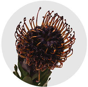 Протея Нутан крашеная баклажан (Painted Aubergine)