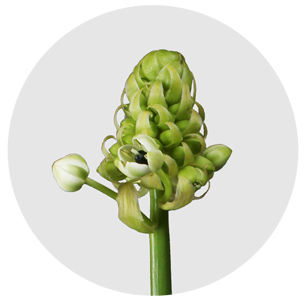 Орнитогалум Арабикум (Аrabicum)