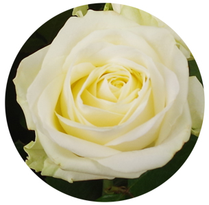 Роза Аваланж (Avalanche)