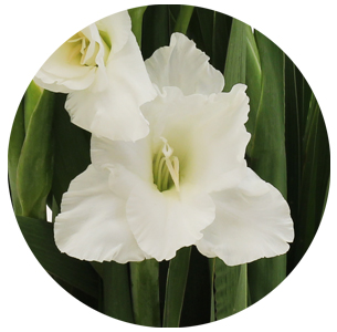 Гладиолус белый