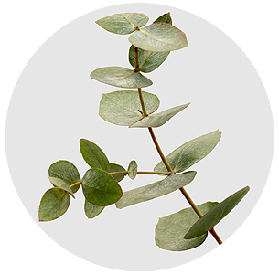 Эвкалипт Цинерея (Cinerea)