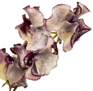 Латирус бело-фиолетовый