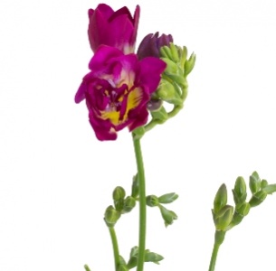 Фрезия лиловая