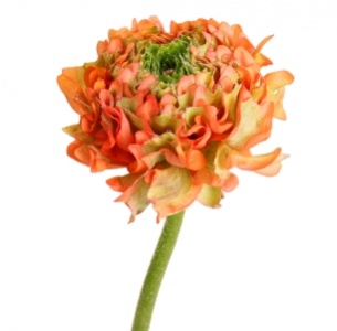 Ранункулус Пон-Пон mix