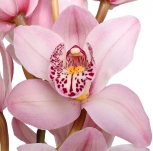 Цимбидиум мини светло-розовый