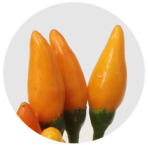 Капсикум Оранж Файер (Capsicum Orange Fire)