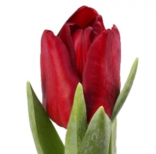 Тюльпан красный mix (red mix)
