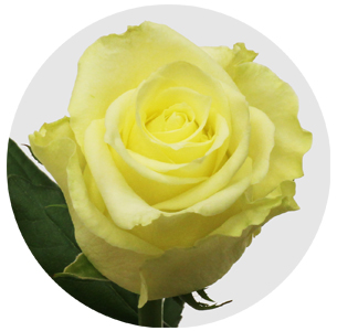 Роза Блонд бьюти (Blond Beauty)