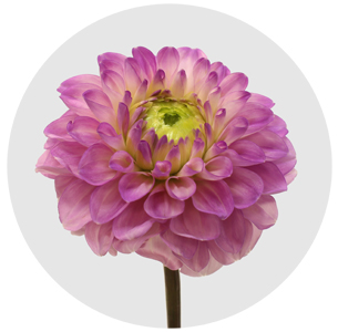 Георгина помпонная розовая