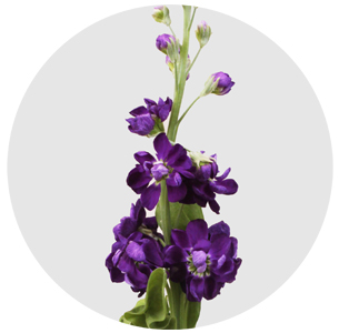 Левкой сиреневый