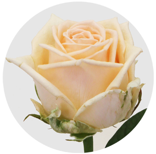 Роза Мэйси (Maisie)