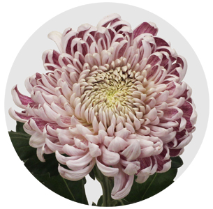 Хризантема одноголовая Гилберт Лей Силвер (Gilbert Leigh Silver)