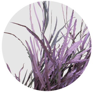 Гревиллея крашеная сиреневая (Grevillea paint milka)