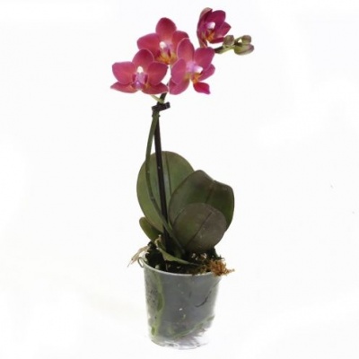 Орхидея Фаленопсис мини (Phalaenopsis mini) Орхидея Фаленопсис мини (Phalaenopsis mini)