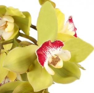 Цимбидиум мини зеленый