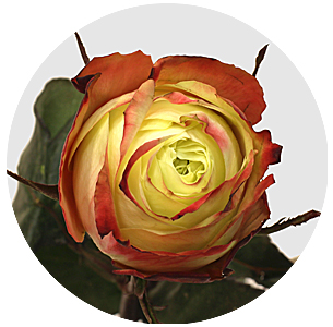 Роза Фейри квин (Fairy Queen)