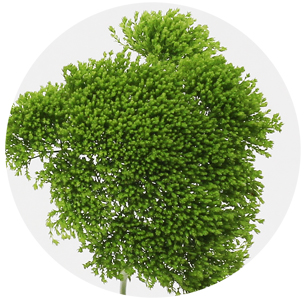 Трахелиум зелёный