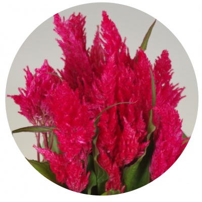 Целозия перистая розовая