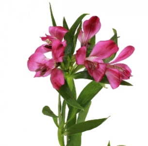 Альстромерия темно-лиловая