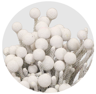 Бруния крашеная Силвер Вайт (Silver White)