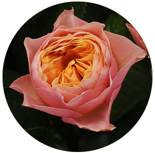 Роза Вувузуэла (Vuvuzuela)