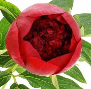 Пион бордовый