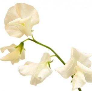 Латирус белый