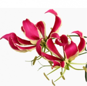 Глориоза красная