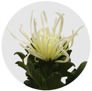 Хризантема одноголовая Эльбрус вайт (Elbrus White)