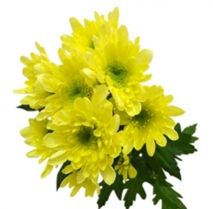Хризантема кустовая Мона Лиза санни (Mona Lisa sunny)
