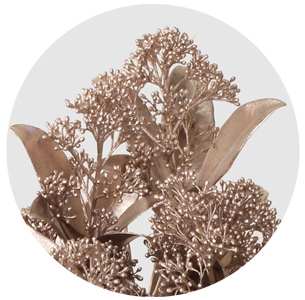 Скиммия крашеная Шампань (Champagne)