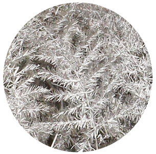 Аспарагус перистый крашеный серебряный (Asparagus plumosus painted silver)