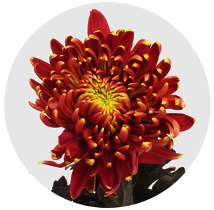 Хризантема одноголовая Том Пирс красный (Tom Pearce)