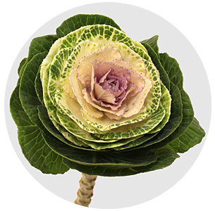 Брассика Крейн биколор (Crane bicolour)