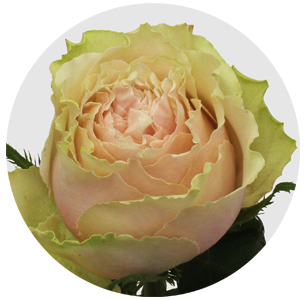 Роза Белл Катарина (Bell Katharina) Роза Белл Катарина (Bell Katharina)