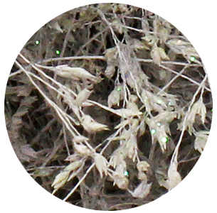 Паникум крашеный бело-жемчужный (Panicum white+pearl)