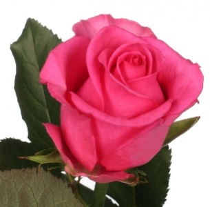 Роза Каренза (Karanza)