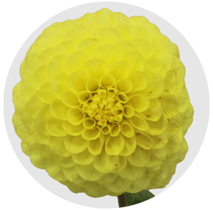 Георгина помпонная жёлтая