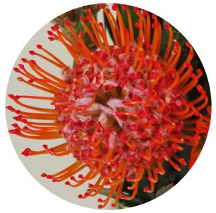 Протея Нутан красная