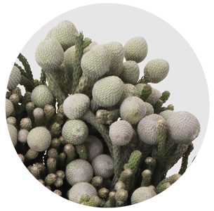 Бруния Левис (Laevis)