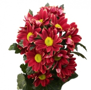 Хризантема кустовая Хайдар желтая (Haydar yellow)