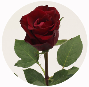 Роза Эвер Ред (Ever red)