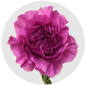 Гвоздика стандарт Фарида (Farida)